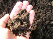 kompost i kompostowanie